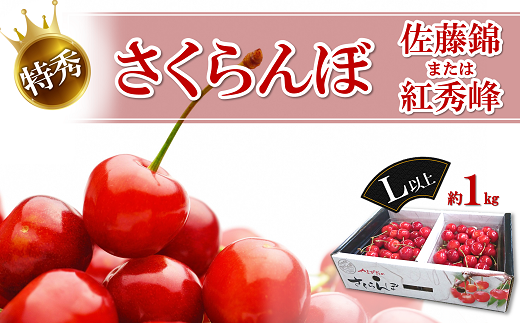 【令和6年産先行予約】 さくらんぼ 約1kg (特秀 L以上) 《令和6年6月中旬～発送》 『マルエ青果』 山形県 南陽市 [1115]