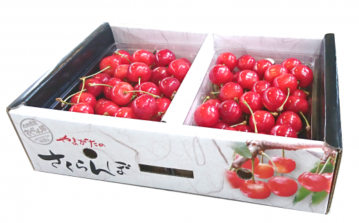 【令和8年産先行予約】 さくらんぼ「佐藤錦または紅秀峰」 約1kg (特秀 L以上) 《令和8年6月中旬～発送》 『マルエ青果』 先行予約 サクランボ 果物 フルーツ 山形県 南陽市 [1115]