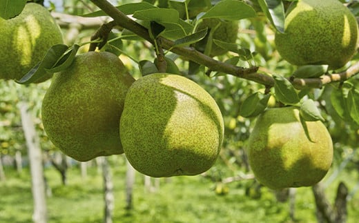 【令和8年産先行予約】 JA ラ・フランス 約2kg (5～7玉 特秀) 《令和8年11月上旬～12月上旬発送》 『JA山形おきたま』 洋梨 果物 フルーツ 山形県 南陽市 [1159-R8]