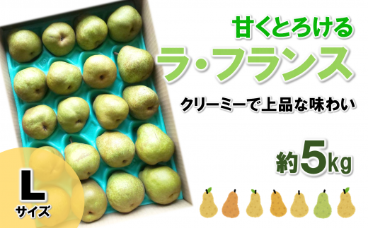 【令和6年産先行予約】 ラ・フランス 約5kg  (19玉 Lサイズ) 《令和6年11月上旬～発送》 『田口農園』 ラフランス 西洋梨 洋なし 果物 フルーツ デザート 山形県 南陽市 [1295]