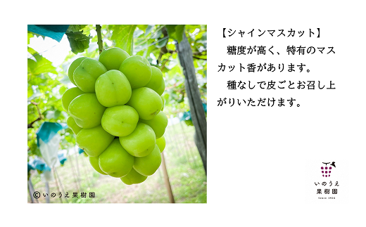 【令和7年産先行予約】 シャインマスカット 約1.5kg (2房 秀) 《令和7年9月中旬～発送》 『いのうえ果樹園』マスカット ぶどう 果物 フルーツ デザート 山形県 南陽市 [1312]