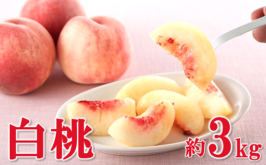 【令和8年産先行予約】 白桃 約3kg (6～15玉 秀) 《令和8年8月上旬～9月下旬発送》 『フードシステムズ』 モモ 果物 フルーツ 山形県 南陽市 [1384]
