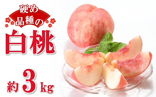 【令和8年産先行予約】 硬めの白桃 約3kg (6～15玉 秀) 《令和8年8月下旬～10月上旬発送》 『フードシステムズ』 モモ 果物 フルーツ 山形県 南陽市 [1385]
