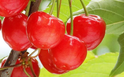 【令和7年産先行予約】 さくらんぼ 「佐藤錦」 約500g (秀 2L以上) パック詰め 《令和7年6月中旬～発送》 『田口農園』 サクランボ 果物 フルーツ 産地直送 山形県 南陽市 [1398]