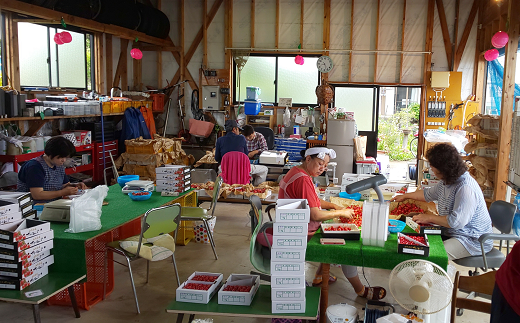 【令和7年産先行予約】 さくらんぼ 「佐藤錦」 約500g (秀 2L以上) パック詰め 《令和7年6月中旬～発送》 『田口農園』 サクランボ 果物 フルーツ 産地直送 山形県 南陽市 [1398]