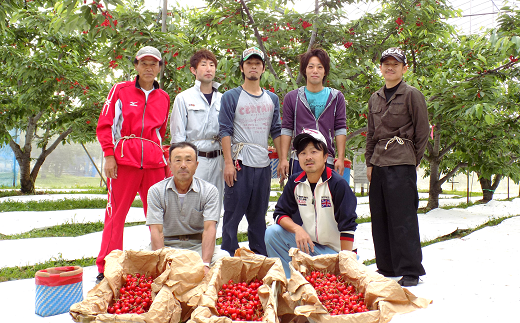 【令和7年産先行予約】 さくらんぼ 「佐藤錦」 約500g (秀 2L以上) パック詰め 《令和7年6月中旬～発送》 『田口農園』 サクランボ 果物 フルーツ 産地直送 山形県 南陽市 [1398]