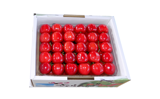 【令和7年産先行予約】 さくらんぼ 「佐藤錦」 約500g (秀 2L以上) パック詰め 《令和7年6月中旬～発送》 『田口農園』 サクランボ 果物 フルーツ 産地直送 山形県 南陽市 [1398]