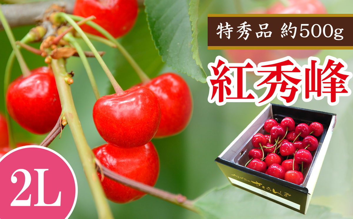 【令和7年産先行予約】 さくらんぼ 「紅秀峰」 約500g (特秀 2L) 《令和7年6月下旬～発送》 『マルエ青果』 先行予約 サクランボ 果物 フルーツ 山形県 南陽市 [1406]