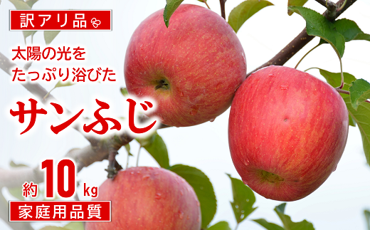 【令和6年産先行予約】 〈訳あり品 家庭用〉 JA りんご 「サンふじ」 約10kg (28玉～46玉) 《令和6年11月中旬～12月中旬発送》 『JA山形おきたま』 山形県 南陽市 [1410]