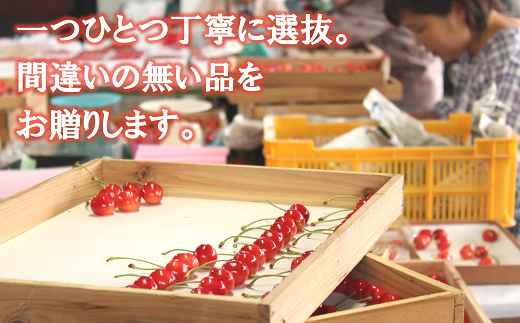 【令和6年産先行予約】 温室さくらんぼ 「佐藤錦」 約500g (特秀 2～3L) 化粧箱入り 《令和6年5月下旬～発送》 『松田観光果樹園』 さくらんぼ サクランボ 生産農家直送 温室栽培 果物 フルーツ デザート 先行予約 予約 山形県 南陽市 [617]