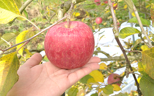 【令和7年産先行予約】 《特選》プレミアム 完熟みつ入りふじりんご 約4.5～5kg (約15玉 サイズおまかせ) 木箱入り 《令和7年12月中旬～発送》 【全国りんご選手権 銀賞】 『船中農園』 山形県 南陽市 [1454]
