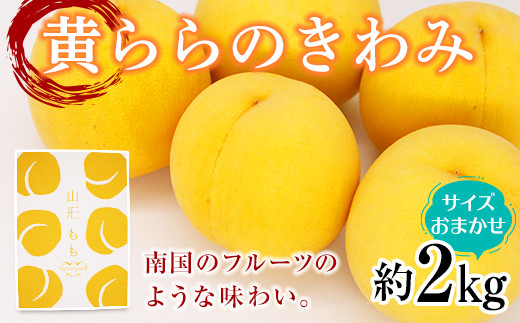 【令和6年産先行予約】 黄桃 「黄ららのきわみ」 サイズお任せ約2kg (6～12玉)  《令和6年9月中旬～発送》 『南陽中央青果市場』  桃 もも 山形県 南陽市 [1453]