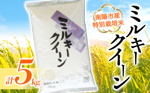 【金賞受賞農家】 令和7年産 特別栽培米 ミルキークイーン 5kg 『あおきライスファーム』 山形南陽産 米 白米 精米 ご飯 農家直送 山形県 南陽市 [1549]