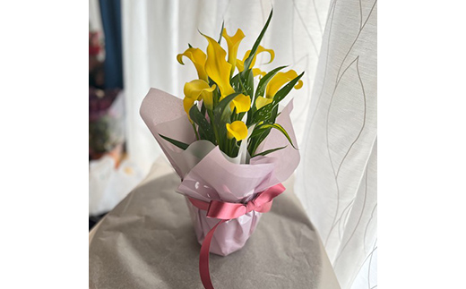  《定期便3回》 南陽市商工会女性部プロデュース 【癒しの宝箱 Cコース】 南陽産 季節の花鉢 定期便 山形県 南陽市 [1552]