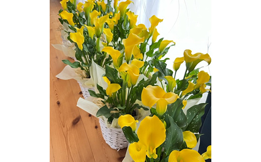  《定期便3回》 南陽市商工会女性部プロデュース 【癒しの宝箱 Cコース】 南陽産 季節の花鉢 定期便 山形県 南陽市 [1552]