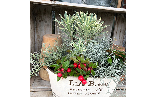  《定期便3回》 南陽市商工会女性部プロデュース 【癒しの宝箱 Cコース】 南陽産 季節の花鉢 定期便 山形県 南陽市 [1552]