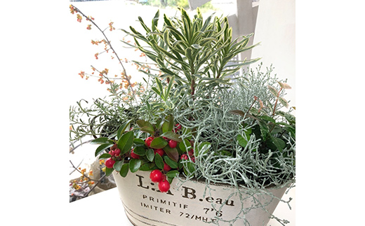  《定期便3回》 南陽市商工会女性部プロデュース 【癒しの宝箱 Cコース】 南陽産 季節の花鉢 定期便 山形県 南陽市 [1552]