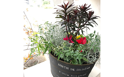  《定期便3回》 南陽市商工会女性部プロデュース 【癒しの宝箱 Cコース】 南陽産 季節の花鉢 定期便 山形県 南陽市 [1552]