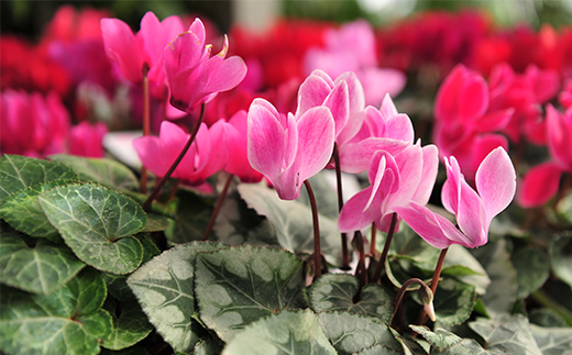  《定期便3回》 南陽市商工会女性部プロデュース 【癒しの宝箱 Cコース】 南陽産 季節の花鉢 定期便 山形県 南陽市 [1552]