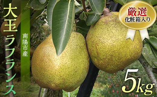【令和8年産先行予約】 厳選！！大玉ラ・フランス 約5kg (10～14玉 4～6L) 化粧箱入り 《令和8年11月上旬～発送》 『船中農園』 ラフランス 西洋梨 洋なし 果物 フルーツ デザート 山形県 南陽市 [953]