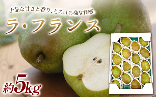 【令和6年産先行予約】 山形県産 ラ・フランス 約5kg詰め (12～16玉 3Lサイズ ) 《令和6年11月中旬～12月中旬発送》『最上屋』 洋梨 フルーツ 果物 山形県 南陽市 [1687]