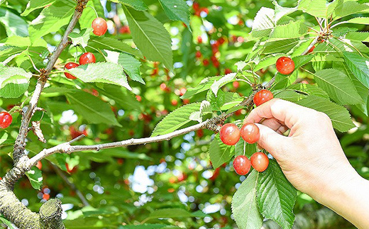 【令和6年産先行予約】 さくらんぼ 「紅秀峰」 800g (200g×4パック) 《令和6年6月下旬～7月中旬発送》 『フードシステムズ』 山形県 南陽市 [1696]