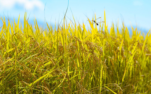 米粉麺・玄米麺 合計1.2kg (各120g×5袋) 『(株)黒澤ファーム』 山形県 南陽市 [1768]