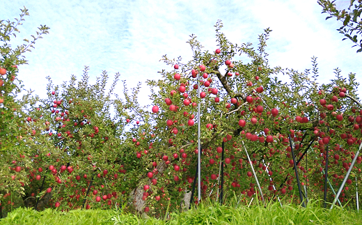 【令和7年産先行予約】 雪んこ 完熟ふじりんご 約5kg バラ詰め 《令和8年1月上旬～発送》 【全国りんご選手権 銀賞】 『船中農園』 りんご リンゴ ふじ ふじりんご 完熟 果物 フルーツ デザート 山形県 南陽市 [1848]