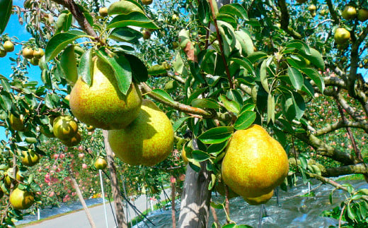 【令和7年産先行予約】 ラ・フランス ＆ ふじりんご MIX 約3kg (各6玉 秀) 《令和7年11月下旬～発送》 『Yamagataうまいな中村屋』リンゴ 洋梨 梨 山形県 南陽市 [1744]