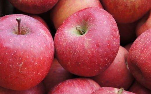 【令和7年産先行予約】 ラ・フランス ＆ ふじりんご MIX 約3kg (各6玉 秀) 《令和7年11月下旬～発送》 『Yamagataうまいな中村屋』リンゴ 洋梨 梨 山形県 南陽市 [1744]