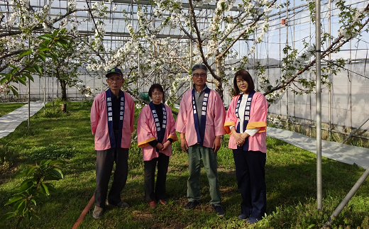 【令和6年産先行予約】 温室さくらんぼ 「佐藤錦」 約500g (特秀 2～3L) 化粧箱入り 《令和6年5月下旬～発送》 『松田観光果樹園』 さくらんぼ サクランボ 生産農家直送 温室栽培 果物 フルーツ デザート 先行予約 予約 山形県 南陽市 [617]