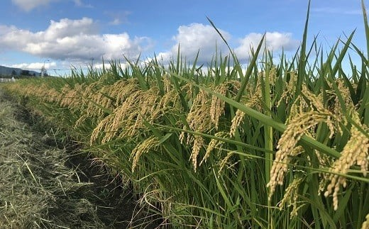 龍樹米 はえぬき 10kg (5kg×2袋) 『梨郷農村ファーム』 山形南陽産 米 精米 ご飯 農家直送 山形県 南陽市 [835]