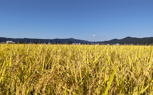 ミルキークイーン 5kg 『松田観光果樹園』 山形南陽産 米 白米 ご飯 農家直送 山形県 南陽市 [1911]
