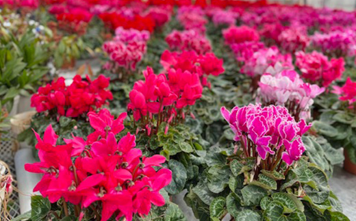  《定期便3回》 南陽市商工会女性部プロデュース 【癒しの宝箱 Cコース】 南陽産 季節の花鉢 定期便 山形県 南陽市 [1552]