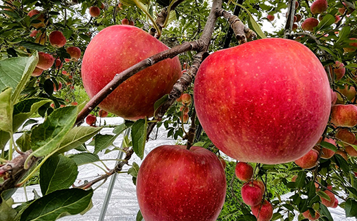 【令和7年産先行予約】 りんご 「サンふじ」 約5kg (12～23玉 秀品) 《令和7年12月上旬～令和8年2月下旬発送》 『カネタ高橋青果』 リンゴ 山形県 南陽市 [1960]