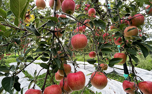 【令和7年産先行予約】 りんご 「サンふじ」 約5kg (12～23玉 秀品) 《令和7年12月上旬～令和8年2月下旬発送》 『カネタ高橋青果』 リンゴ 山形県 南陽市 [1960]