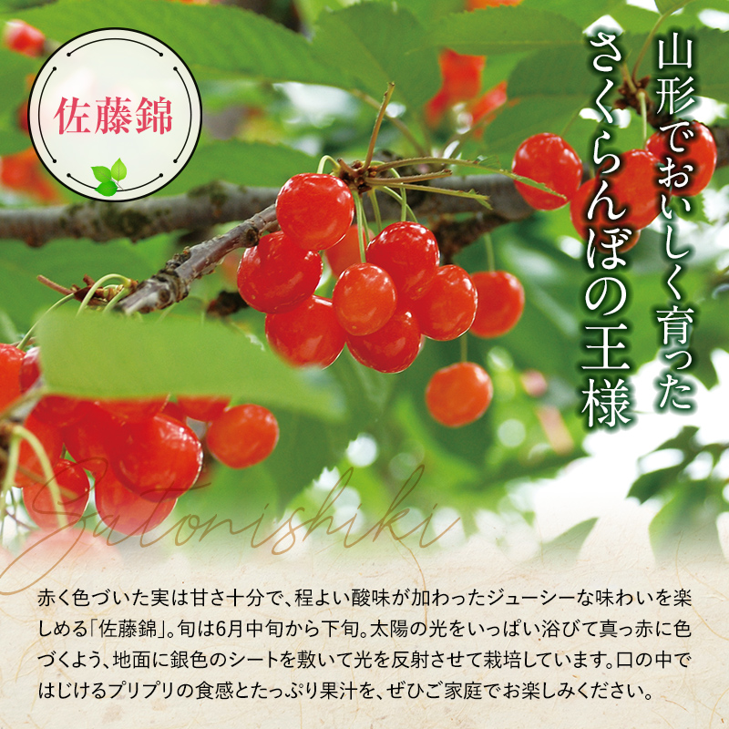 【令和6年産先行予約】 さくらんぼ 「佐藤錦」 約1kg (秀 2L以上) バラ詰め 《令和6年6月上旬～発送》 『生産者おまかせ』 サクランボ 果物 フルーツ 産地直送 生産農家直送 山形県 南陽市 [883]