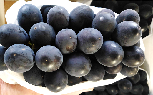 【令和8年産先行予約】 希少品種の黒系ぶどう 「高尾」 約2kg (3～5房 秀) 《令和8年9月頃～発送》 『南陽中央青果市場』果物 フルーツ デザート 山形県 南陽市 [1043]