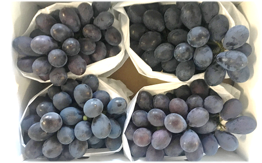 【令和8年産先行予約】 希少品種の黒系ぶどう 「高尾」 約2kg (3～5房 秀) 《令和8年9月頃～発送》 『南陽中央青果市場』果物 フルーツ デザート 山形県 南陽市 [1043]