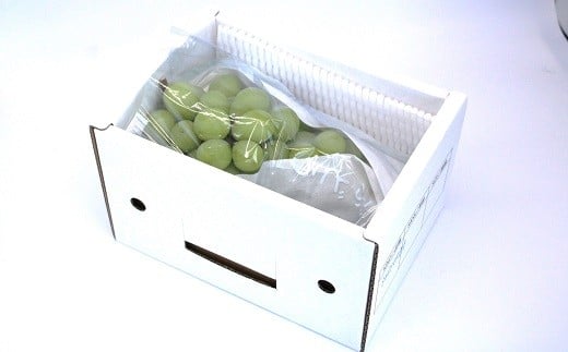 【令和8年産先行予約】 シャインマスカット 600g以上 (1房 秀) 《令和8年9月頃～発送》 『南陽中央青果市場』 マスカット ぶどう 果物 フルーツ デザート 山形県 南陽市 [1206]