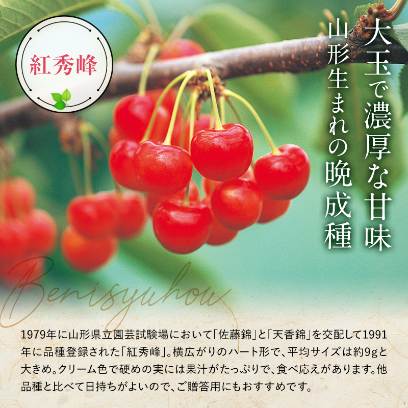 【令和7年産先行予約】 さくらんぼ 「紅秀峰」 約500g (特秀 2L) 《令和7年6月下旬～発送》 『マルエ青果』 先行予約 サクランボ 果物 フルーツ 山形県 南陽市 [1406]