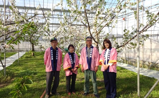 【令和8年産先行予約】 温室さくらんぼ 「佐藤錦」 約500g (特秀 2～3L) 化粧箱入り 《令和8年5月下旬～発送》 『松田観光果樹園』 生産農家直送 温室栽培 山形県 南陽市 [617]