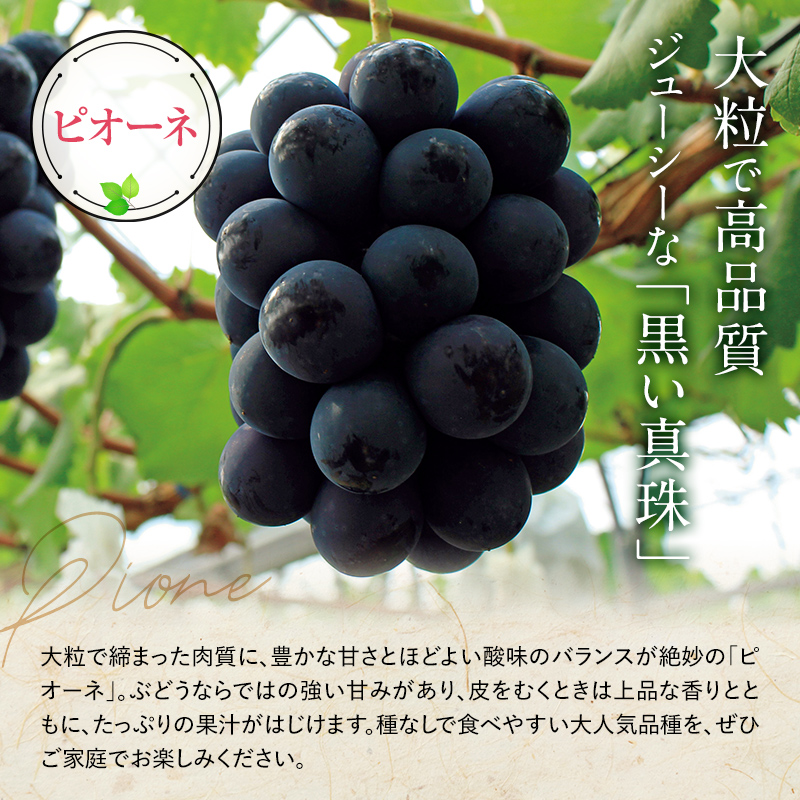 【令和6年産先行予約】大粒ぶどう3色おまかせ詰合せセット (3～4房)《令和6年9月中旬～発送》 『安久津農園』 ぶどう マスカット シャインマスカット ピオーネ クイーンニーナ 詰合せ セット 食べ比べ 果物 フルーツ デザート 山形県 南陽市 [818]