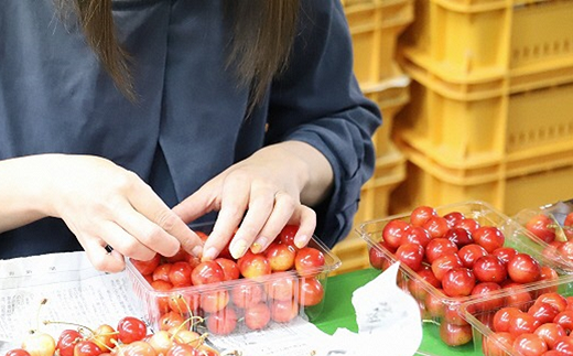 【令和7年産先行予約】 さくらんぼ 「佐藤錦」 800g (200g×4パック 秀 L以上) 《令和7年6月中旬～7月中旬発送》 『フードシステムズ』 サクランボ 果物 フルーツ 山形県 南陽市 [1694]