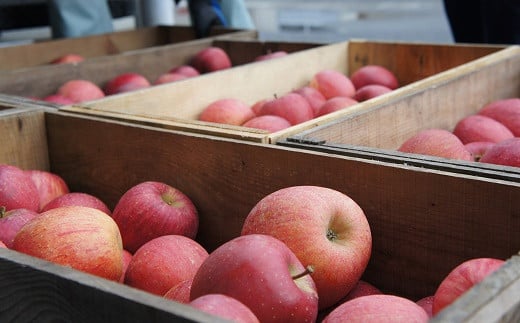 【令和7年産先行予約】 ラ・フランス ＆ ふじりんご MIX 約3kg (各6玉 秀) 《令和7年11月下旬～発送》 『Yamagataうまいな中村屋』リンゴ 洋梨 梨 山形県 南陽市 [1744]