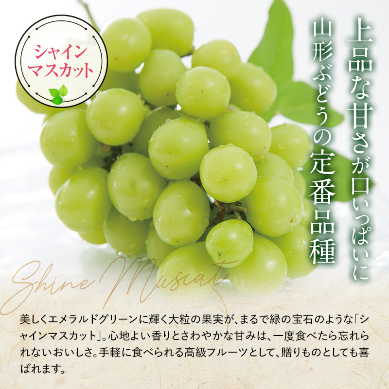 【令和7年産先行予約】〈家庭用〉 シャインマスカット 約1.2kg (2～3房) 《令和7年10月上旬～発送》 『紺野農園』 山形県 南陽市 [1914]