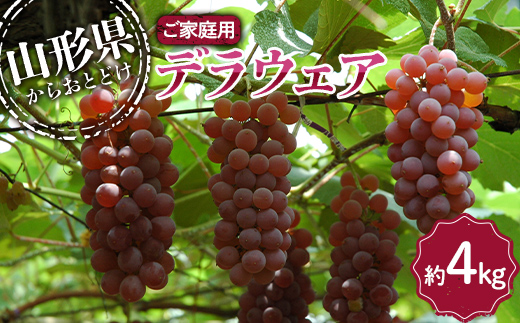 【令和7年産先行予約】 〈訳あり品 家庭用〉 デラウェア 約4kg (18～32房) 《令和7年8月上旬～発送》 『沼沢農園』  デラウェア ぶどう 種なし 果物 訳あり フルーツ デザート 山形県 南陽市 [2077]