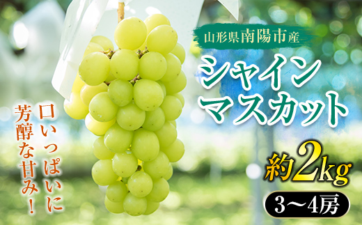 【令和6年産先行予約】 シャインマスカット 約2kg (3～4房 秀) 《令和6年9月中旬～発送》 『生産者 高橋 利和』 南陽産 農家直送 マスカット ぶどう 種なし 果物 フルーツ デザート 山形県 南陽市 [699]