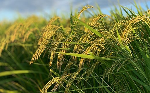 【令和6年産 新米 先行予約】 【米食味コンクール金賞受賞農園】 無農薬米 つや姫 4kg (1kg×4袋) 《令和6年10月中旬～発送》 『しまさき農園』 山形南陽産 米 白米 精米 ご飯 農家直送 山形県 南陽市 [837-R6]