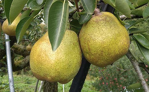 【令和8年産先行予約】 ラ・フランス & 完熟ふじりんご 詰合せ 約3kg (L～3L) 《令和8年11月中旬～発送》 【全国りんご選手権 銀賞】 『船中農園』 林檎 リンゴ 山形県 南陽市 [2177]